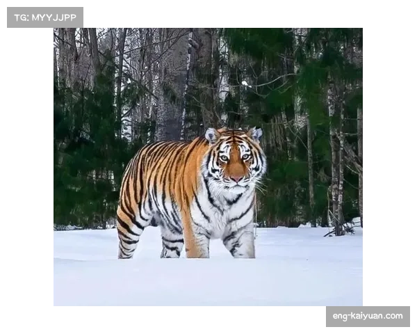 吉林东北虎扮演巨人杀手 姜伟泽32分导演末节逆转胜山西 吉林东北虎扮演巨人杀手 姜伟泽32分导演末节逆转胜山西
